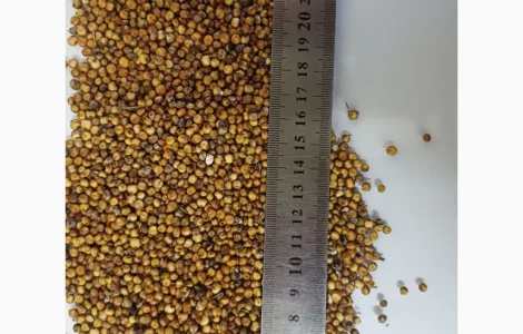 Продается красное сорго урожая 2025