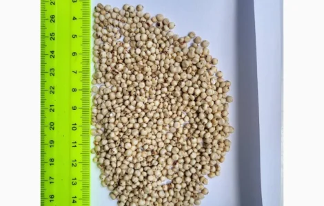 Продам сорго белое