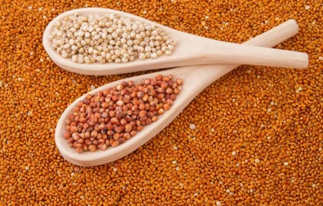 Закуповуємо сорго по хорошій ціні