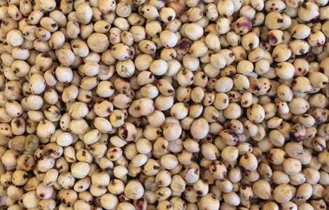 Куплю Сорго