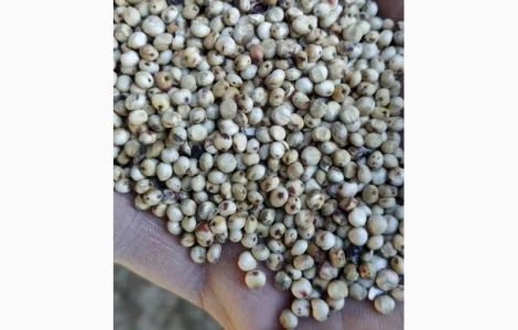 Куплю сорго біле і червоне