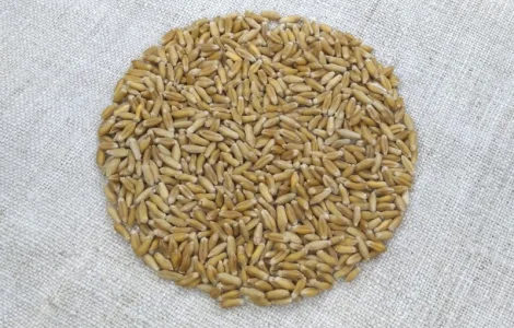 Насіння тритикале дворучки Єгор