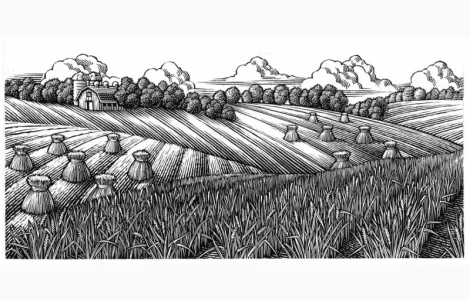 Закупаем ЖИТО.Самовывоз. Оплата быстро