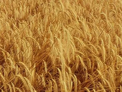 Насіння озимого жита (жито)(Стоір) - Еліта