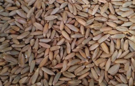 Купуємо жито постійно