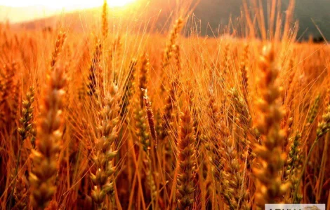 Куплю жито (рожь)