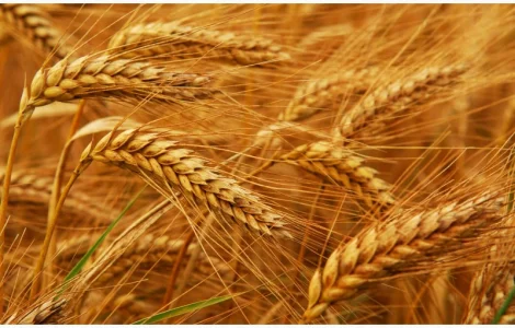 Закуповуємо ЖИТО