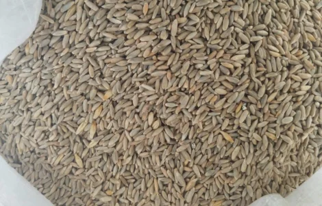 Семена рожь Харьковское 98