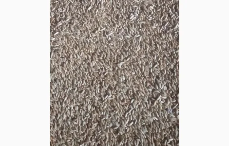 Продам жито