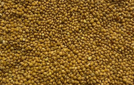 Продам насіння жовтого проса сорту Біла Альтанка