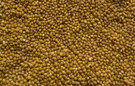 Продам семена жёлтого проса сорта Белая Альтанка