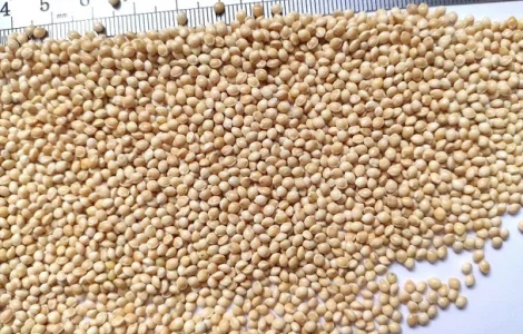 Купуємо просо жовте та червоне по всій Україні