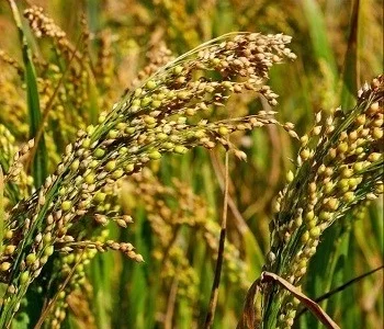 Викуп проса (жовте та червоне) з господарства