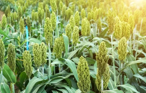 Постійна закупівля проса жовтого та червоного