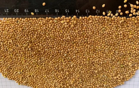 Пропоную ПРОСО(на експорт)