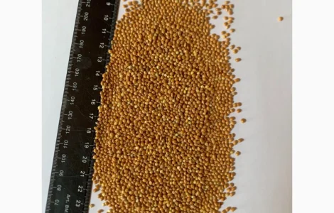 Продам ПРОСО