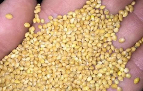 Куплю просо ДОРОГО