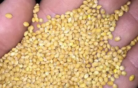 Куплю просо ДОРОГО