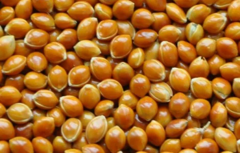 Куплю просо насипом