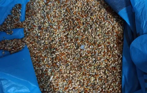 Купуємо просо насипом