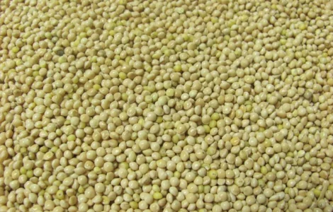 Купуємо просо на експорт