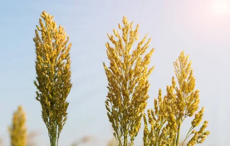 Закуповуємо просо. Свої зерновози