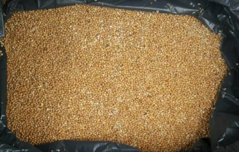 Купуємо просо в будь яких об’ємах насип чи в бегах