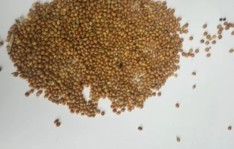 Продам жовте просо