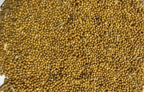 Продам просо