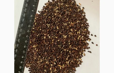 Купую ПРОСО