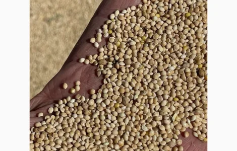 Просо жовте біле червоне чорне