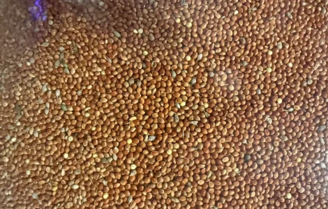 Продам Просо Червоне