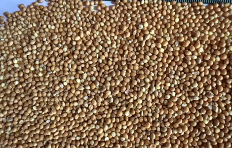 Пропоную Жовте ПРОСО(експортна якість)