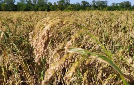 Продам насіння проса еліта сорт Полтавське золотисте із сертефікатом