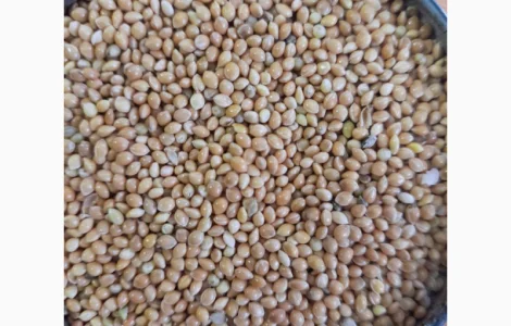 Продается очищенное желтое просо 2 класса