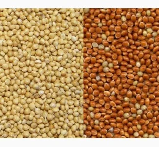 Куплю просо жовте та червоне (будь-якого сорту) на постійній основі