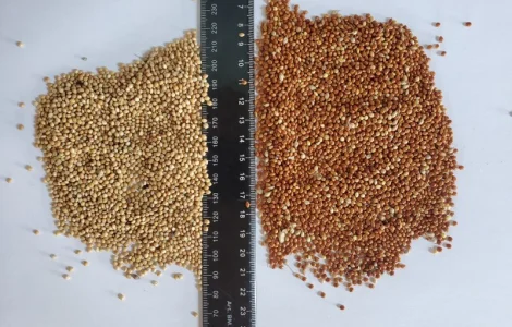 Купуємо просо по хорошій ціні