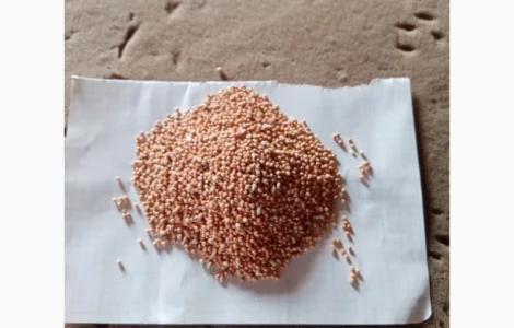 Продам просо миронівське 51