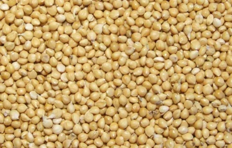 Закупаем просо