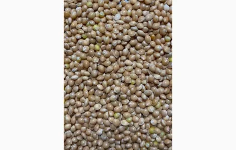 Продадим Семена ПРОСО / Просо посівне