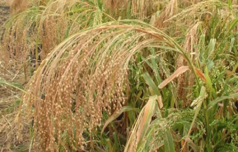 Продам просо