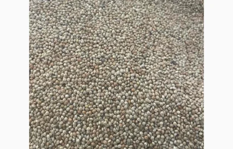 Куплю просо жовте