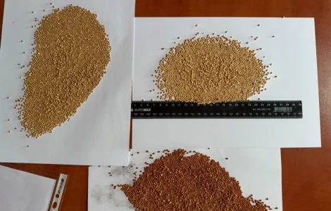 Купую Просо