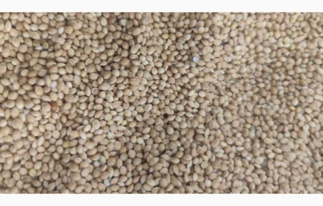 Продается желтое очищенное просо 2 категории