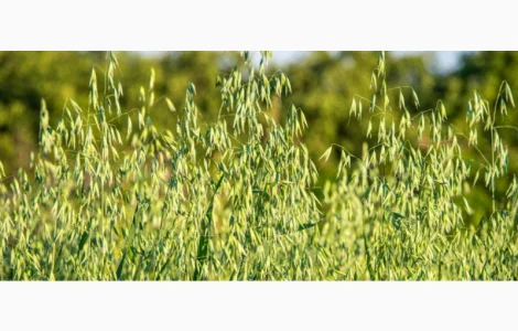 Посівне насіння Овес голозерний та Овес плівчастий Нептун