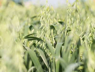 Насіння ярого овесу Прокоп 1 реп