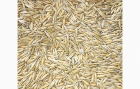 Продам овес