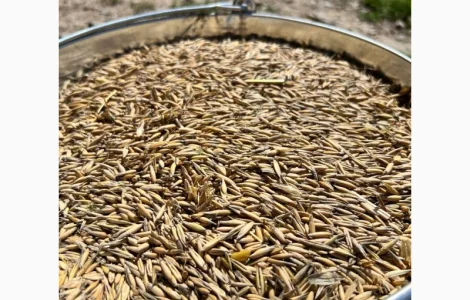 Продам овес