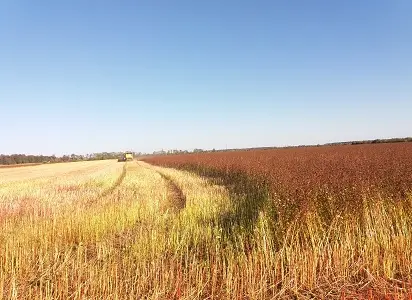 Продам насіння гречки