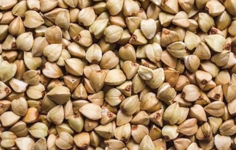 Товарна гречка. Зерно гречки